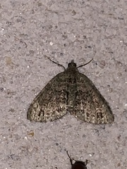 Hammaptera parinotata