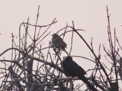 Toxostoma curvirostre