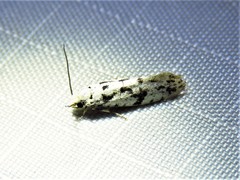 Nemapogon defectella