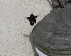 Xylocopa violacea