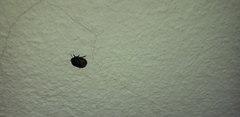 Odontoscelis