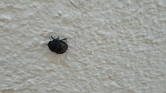 Odontoscelis