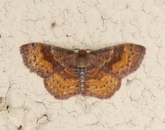 Leptostales rubromarginaria