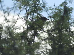 Phacellodomus sibilatrix