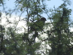 Phacellodomus sibilatrix