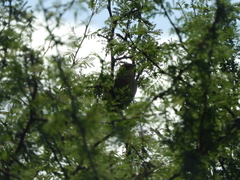 Phacellodomus sibilatrix