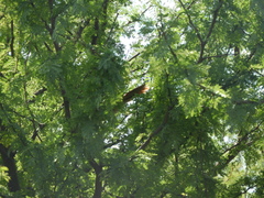 Phacellodomus sibilatrix