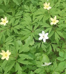 Anemonoides × lipsiensis