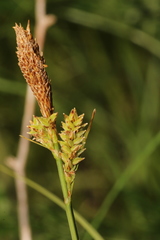 Carex vestita