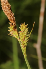 Carex vestita