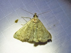 Hypenula cacuminalis