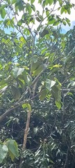 Apeiba tibourbou