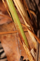 Carex vestita