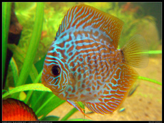 Green Discus photo 5
