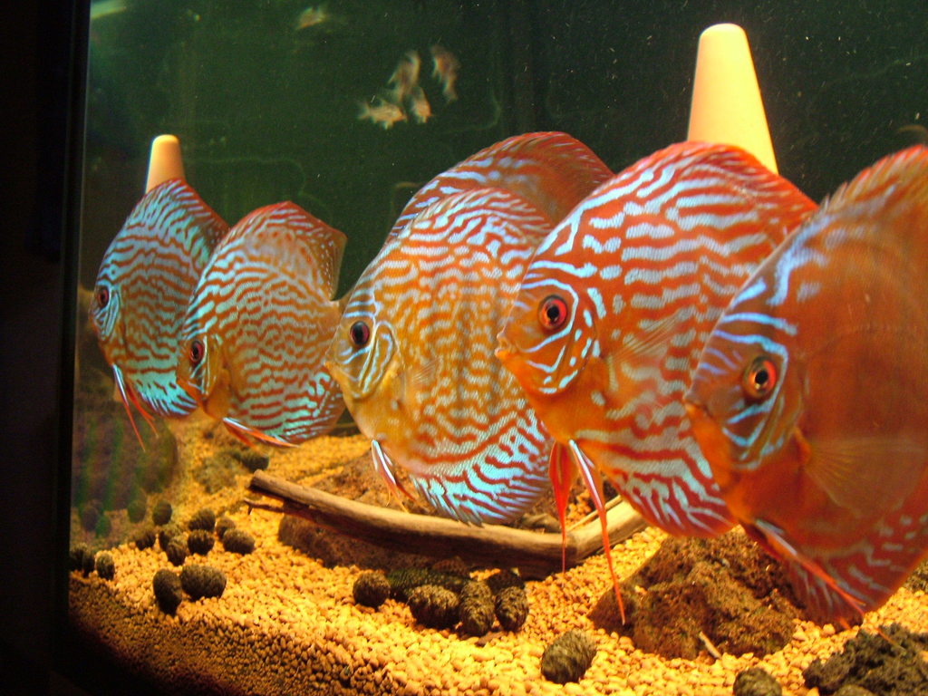 Discus (Symphysodon aequifasciatus)
