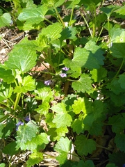 Glechoma hederacea