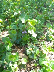 Glechoma hederacea