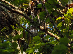 Glaucidium sanchezi