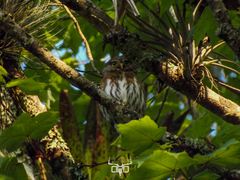 Glaucidium sanchezi
