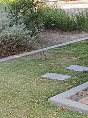 Sylvilagus audubonii