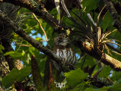 Glaucidium sanchezi