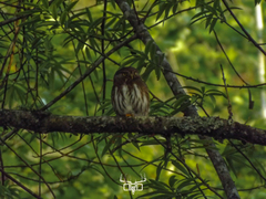 Glaucidium sanchezi