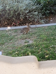 Sylvilagus audubonii