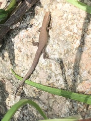 Algyroides fitzingeri