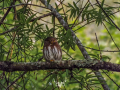 Glaucidium sanchezi