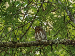 Glaucidium sanchezi