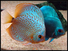 Green Discus photo 3