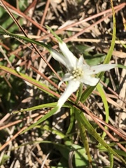 Rhynchospora colorata image