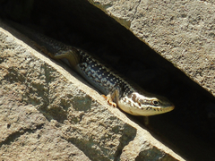 Heremites auratus
