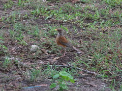 Turdus rufopalliatus