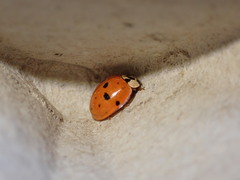 Harmonia axyridis