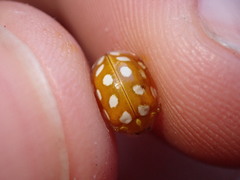 Halyzia sedecimguttata