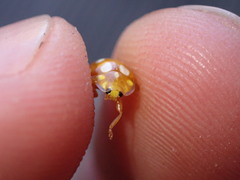 Halyzia sedecimguttata