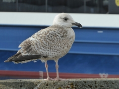 Larus argentatus