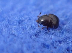 Brachypterus urticae