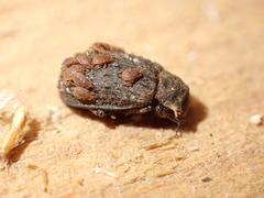 Trox