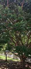 Lonchocarpus guatemalensis