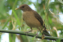 Turdus grayi