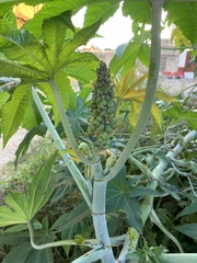Ricinus communis