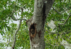 Glaucidium brasilianum