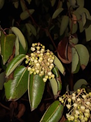 Arbutus andrachne