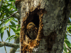 Glaucidium brasilianum