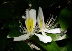 Capparis brevispina