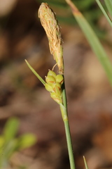 Carex meadii