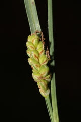 Carex meadii