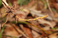 Carex meadii